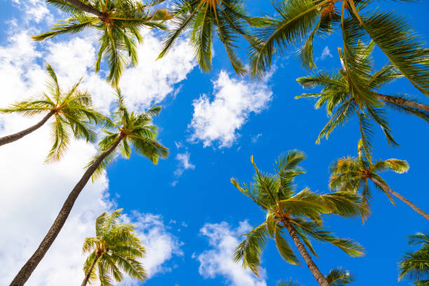 istock Coconut palm tree on cloudy blue sky background at the beach 1666551249