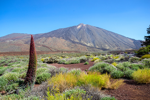 National Park of Teide in Tenerife, Canary Island, famous landscape with volcano and tajinaste flower.