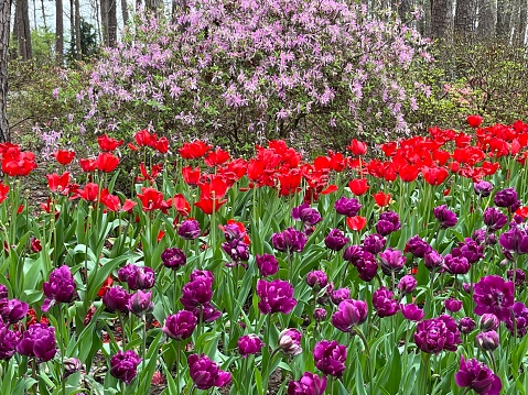 Multiple colors of blooming flowers in garden scape.