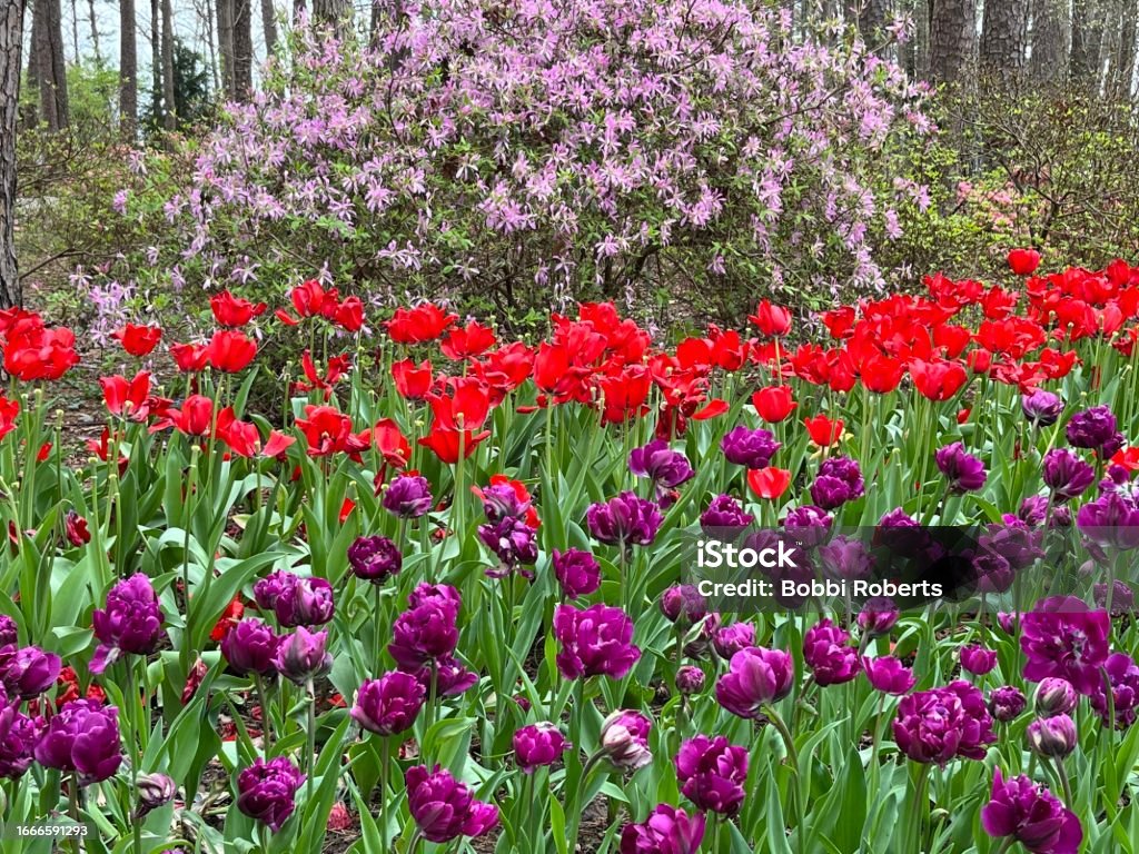 Layered Blooms Multiple colors of blooming flowers in garden scape. Backgrounds Stock Photo
