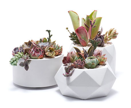 Group of Echeveria and Pachyveria opalina Succulent house plants in a pot.