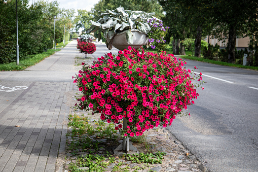 Street greening. Flower pots with red flowers.