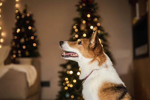 Happy New Year and Merry Christmas! Cute dog near christmas tree. Dog is waiting for a holiday at home. Festive. Celebrating