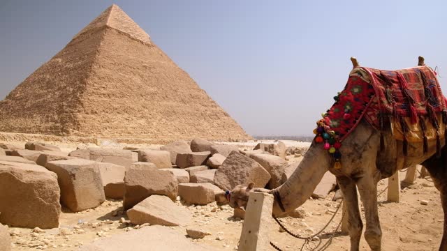 Camel at Giza Plateau