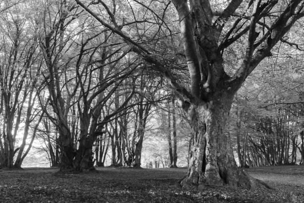 istock Canfaito fagus forest in autumn 1666648646