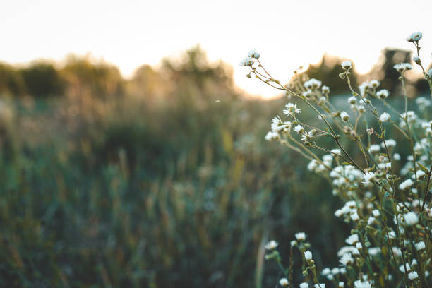 istock Beautiful summer background with wildflowers at sunset 1666649461