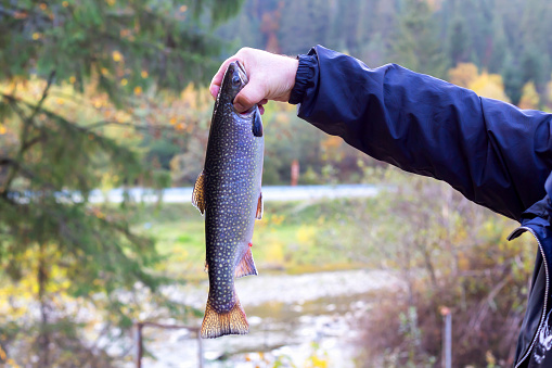 Man holds newly caught trout by the gills. Sports and recreation. Fishing