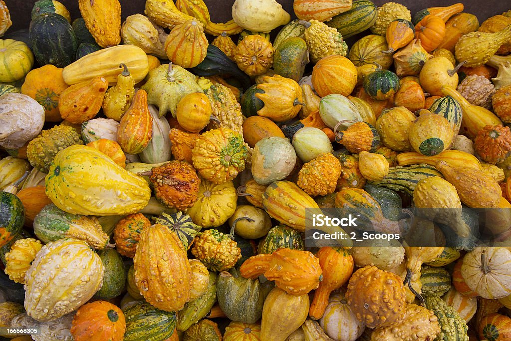 Herbst Gourds - Lizenzfrei Agrarbetrieb Stock-Foto