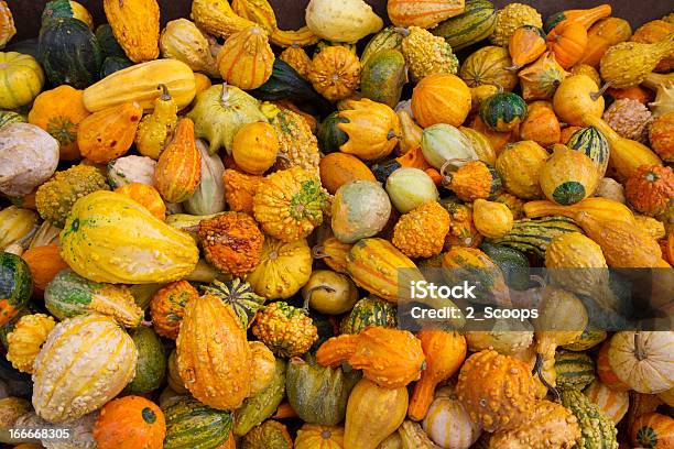 Herbst Gourds Stockfoto und mehr Bilder von Agrarbetrieb - Agrarbetrieb, Bildhintergrund, Bunt - Farbton