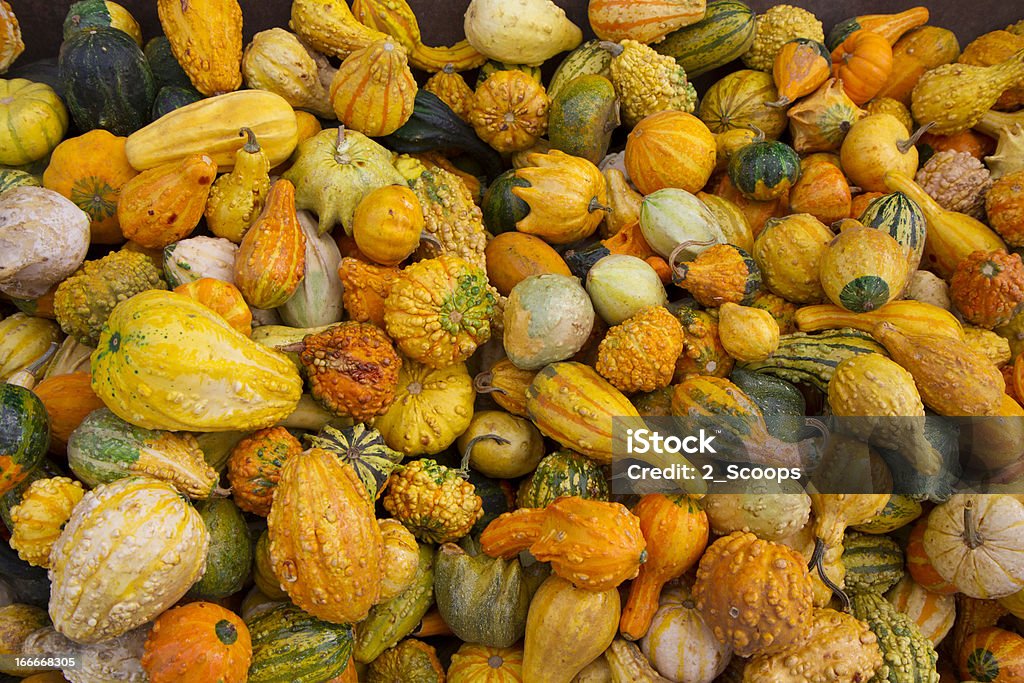 Jesień Gourds - Zbiór zdjęć royalty-free (Bez ludzi)