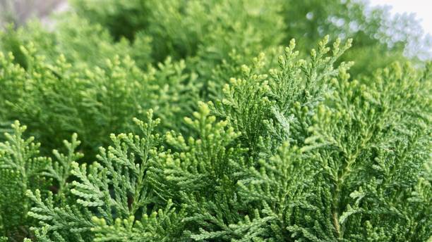 istock A picture light green bell-shaped buds on a Thuja standishii tree. Immature seed buds differ in shade of color from this entire evergreen shrub 1666697009