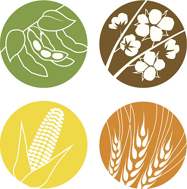 Soybeans, Cotton, Corn and Wheat Icon set of agriculture symbols representing soybeans, cotton, corn and wheat corn crop stock illustrations