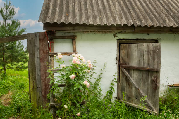 Country yard with old barn and blooming roses.