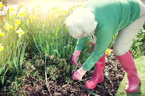 sênior mulher jardinagem - planting clothing gray hair human age - fotografias e filmes do acervo