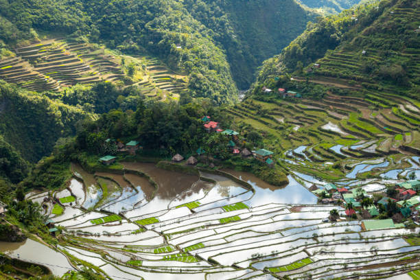 istock Rice and water, world heritage Ifugao rice terraces in Batad, Philippines. 1666712259