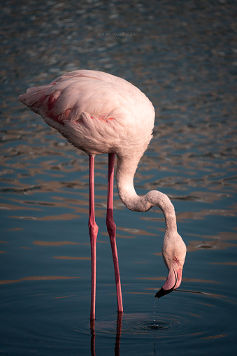A greater flamingo shot in Dubai.