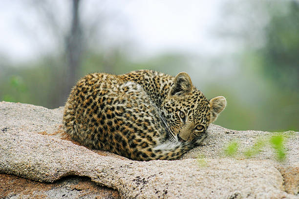 Leopard cub on rock curled for warmth Mpumalanga South Africa stock photo