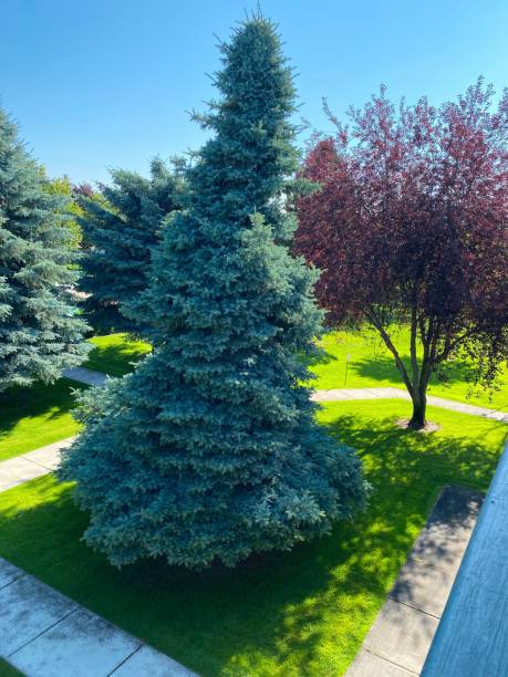 istock Nature green grass and trees 1666722453