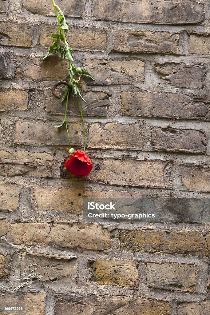 Poppy an der Wand hängt, Stillleben - Lizenzfrei Baumblüte Stock-Foto