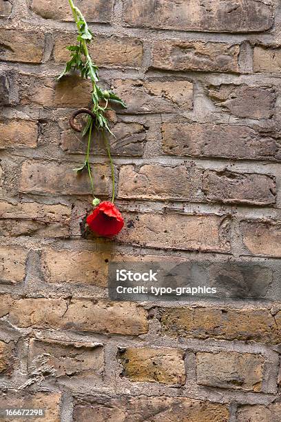 Poppy An Der Wand Hängt Stillleben Stockfoto und mehr Bilder von Baumblüte - Baumblüte, Blume, Blüte
