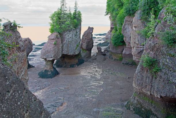 istock Hopewell Rocks at Low Tide 1666724346