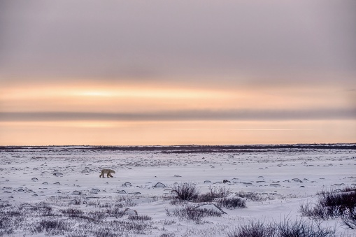 Wide shot of a solitary polar bear walking in its natural habitat across a snowy tundra landscape during a dramatic twilight, near Hudson Bay, Canada, in mid November.