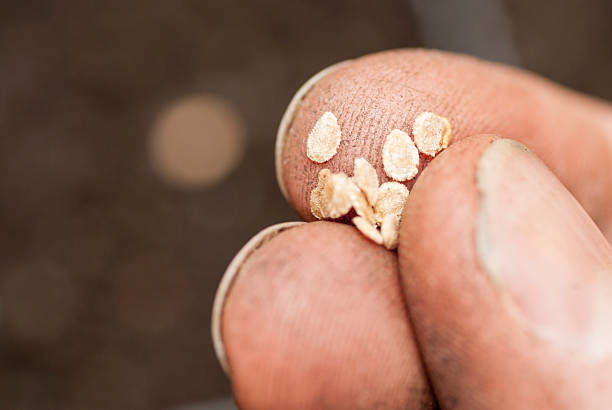 Sowing Tomato Seeds into Soil. stock photo