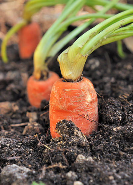 istock carrots in vegetable garden 166672636