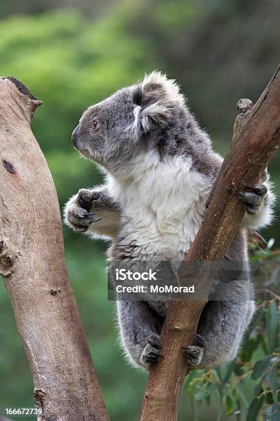 Koala Stockfoto und mehr Bilder von Ast - Pflanzenbestandteil - Ast - Pflanzenbestandteil, Australien, Australisches Buschland