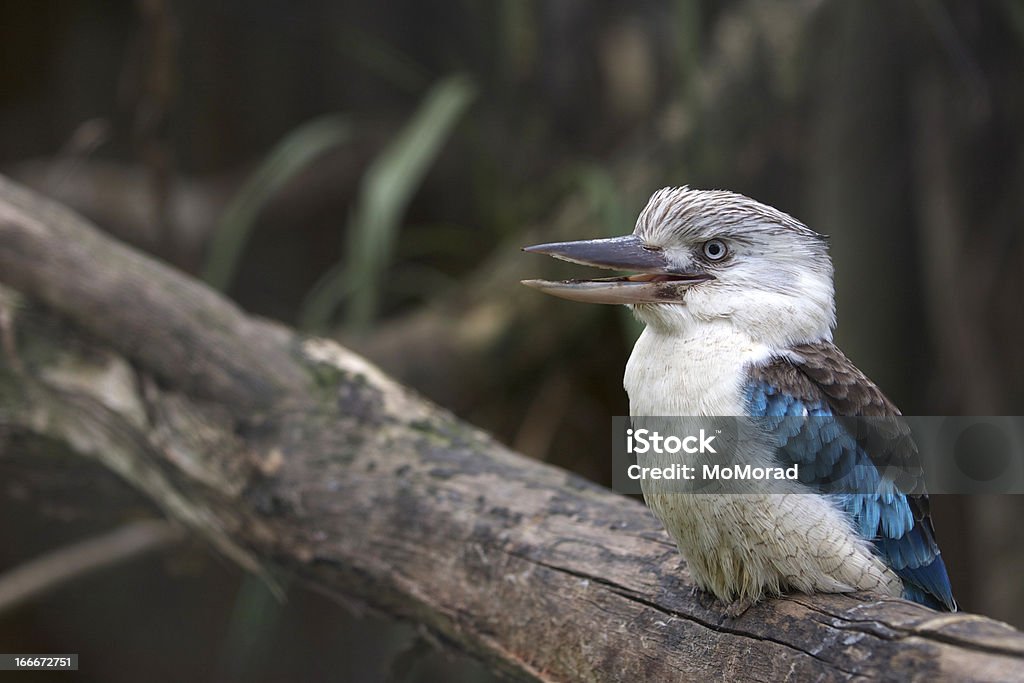 Blue-winged Kookaburra The Blue-winged Kookaburra, Dacelo leachii, is a large species of kingfisher native to northern Australia and southern New Guinea. Kookaburra Stock Photo