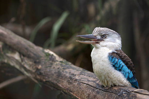 Blue-winged Kookaburra The Blue-winged Kookaburra, Dacelo leachii, is a large species of kingfisher native to northern Australia and southern New Guinea. kookaburra stock pictures, royalty-free photos & images