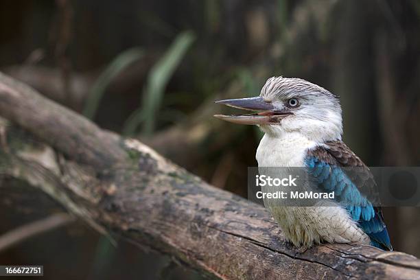 Bluewinged Kookaburra Stock Photo - Download Image Now - Kookaburra, Australia, Australian Culture