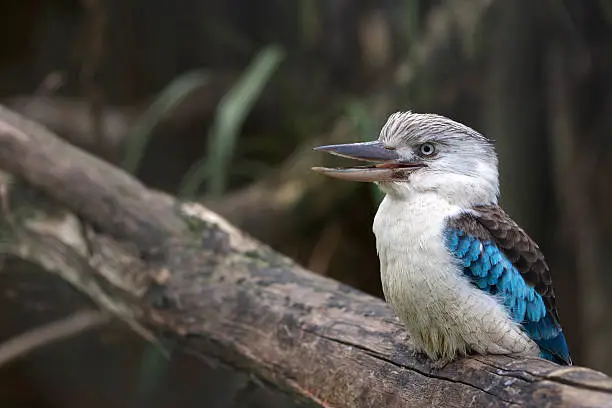 The Blue-winged Kookaburra, Dacelo leachii, is a large species of kingfisher native to northern Australia and southern New Guinea.