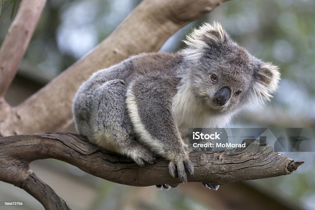 koala koala (Phascolarctos cinereus) is an arboreal herbivorous marsupial native to Australia Koala Stock Photo