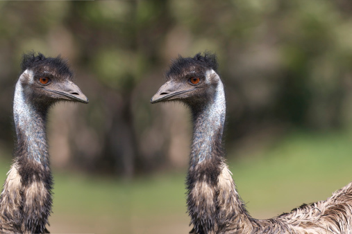 The Emu (Dromaius novaehollandiae) is the largest bird native to Australia