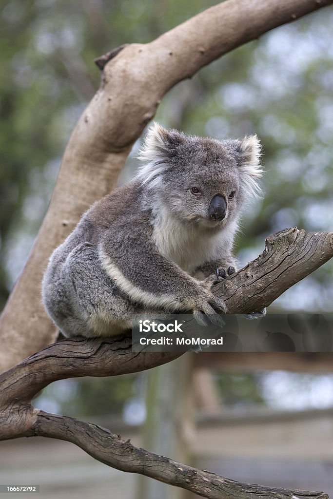 koala - Foto stock royalty-free di Animale