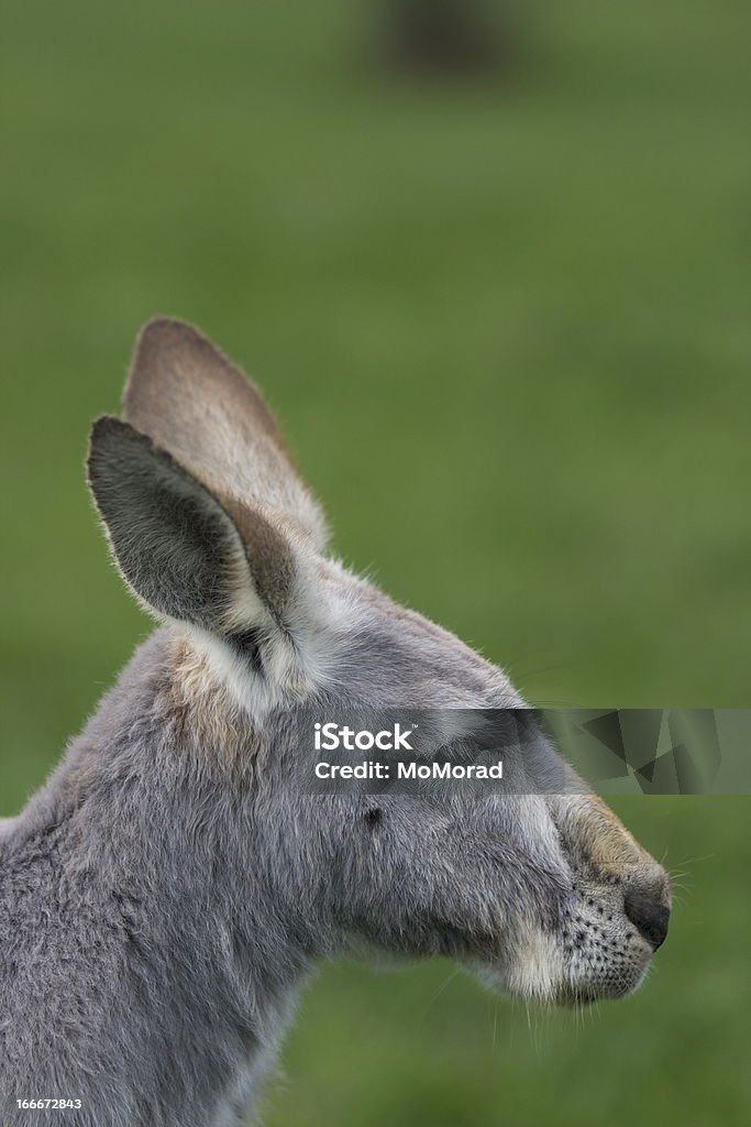 eastern grey kangaroo. Australia. Animal Stock Photo