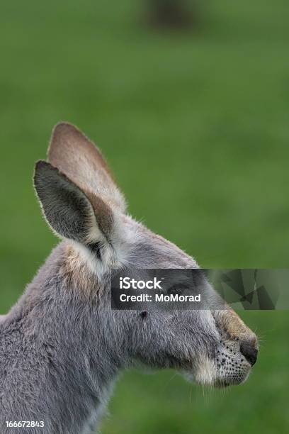 Eastern Grey Kangaroo Australia Stock Photo - Download Image Now - Animal, Animal Body Part, Animal Ear