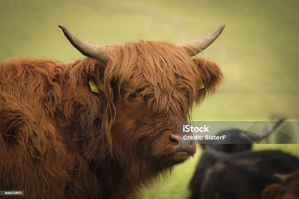 Rouge Gros plan de bison - Photo de Agriculture libre de droits