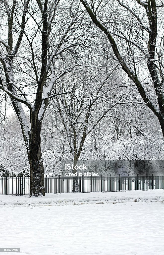 Parc de la ville après storm - Photo de Arbre libre de droits