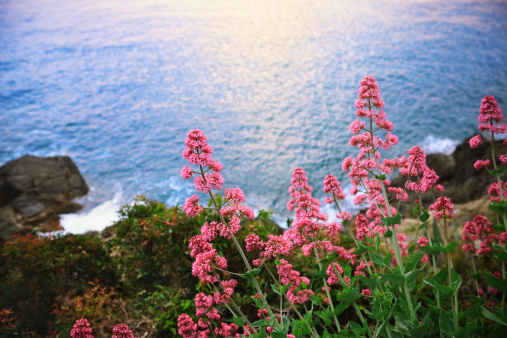 Purple flowers on top of the cliff at sunset (Cinque Terre, Italy).