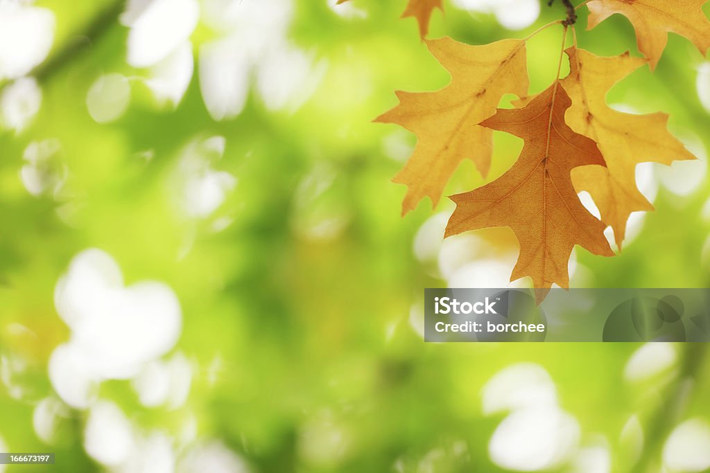 秋の落ち葉 - アウトフォーカスのロイヤリティフリーストックフォト