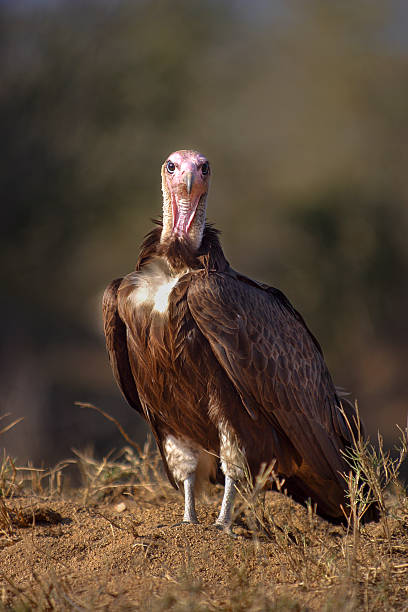 Hooded vulture staring at camera in Mpumalanga South Africa stock photo