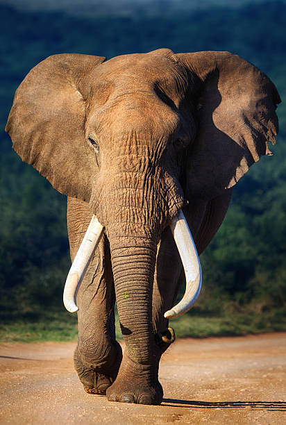 코끼리 임박 - african elephant 뉴스 사진 이미지