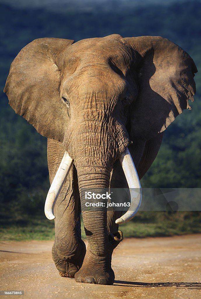 Elephant approaching Elephant with large teeth approaching - Addo National Park Elephant Stock Photo