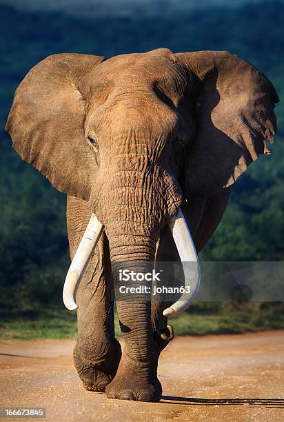 Elephant Approaching Stock Photo - Download Image Now - Elephant, African Elephant, Bull - Animal