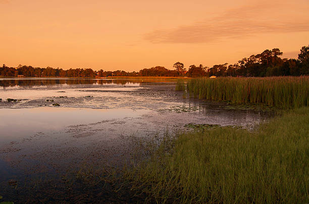 Sunset swamp stock photo