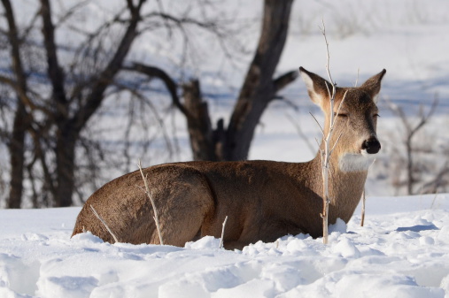 March image of a White-tailed Doe resting in the snow