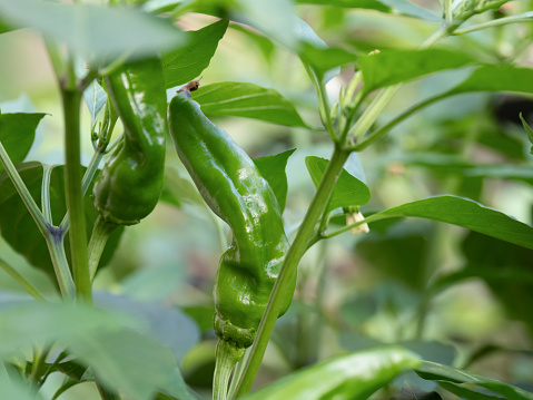 Cultivation of mini peppers