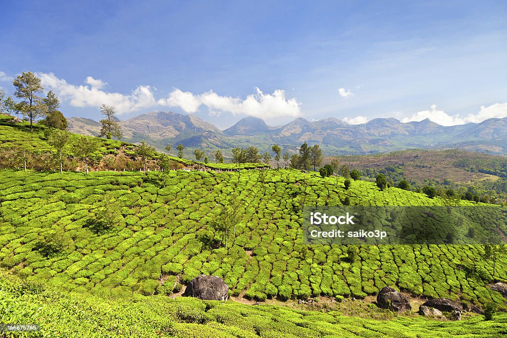 plantation de thé - Photo de Agriculture libre de droits
